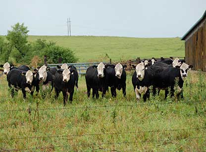 Black Hereford Heifers at the barn